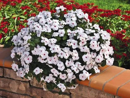Catharanthus видове, отглеждане, грижи и отглеждане на семена в страната