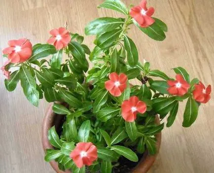Catharanthus - расте от семена у дома със снимки и видео