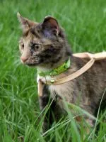 Кога мога кастрирани коте