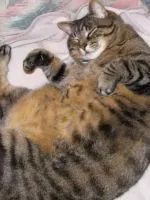 Кога мога кастрирани коте