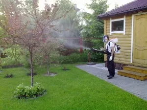 Кога и как да се пръска овошки съвети за градинари