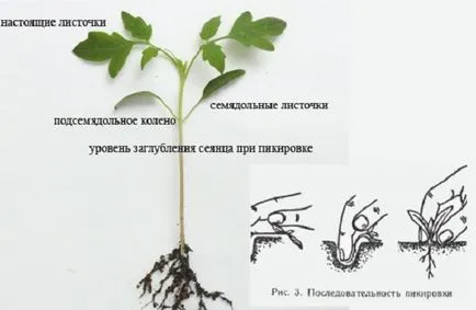 Кога да засадят астри разсад - дати за засаждане, стъпка по стъпка инструкции
