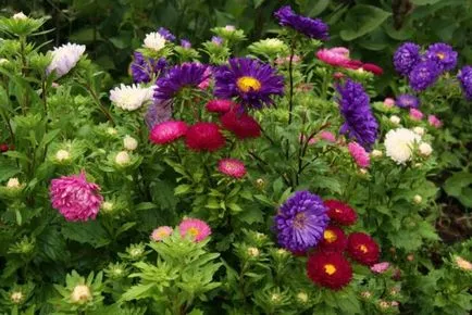 Когато да се засадят Aster разсад през 2017 засаждане, култивиране и поддържане на семена Aster
