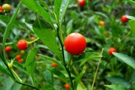 Стая куче грозде - миниатюрни домати на вашия прозорец, градина на прозореца (къщата) Стая куче грозде - миниатюрни домати в прозореца си градина в един прозорец