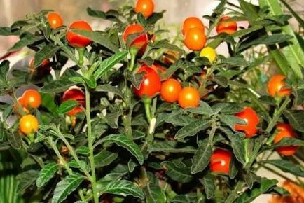 Стая куче грозде - миниатюрни домати на вашия прозорец, градина на прозореца (миниатюрни домати) Стая куче грозде - миниатюрни домати в прозореца си градина в един прозорец