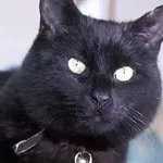 Cat Behemoth - kototeka - най-интересното нещо за света на котките