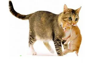 Котката влека котенца