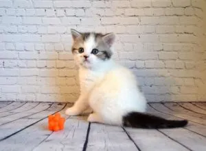 Cat плаче с едно око, в света на котки и кучета