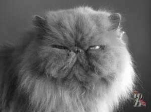 Котките имат нужда от слънцето - истина или лъжа