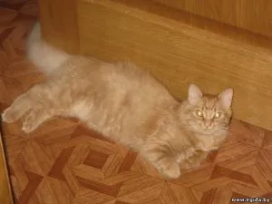 Cat плаче с едно око, в света на котки и кучета