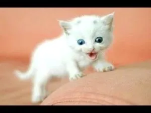 Cat плаче с едно око, в света на котки и кучета