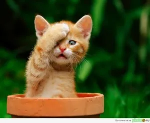 Cat плаче с едно око, в света на котки и кучета