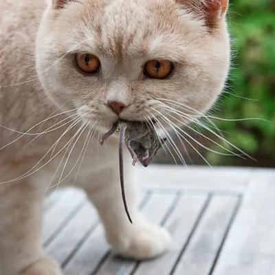 Cat отровен какво да правя у дома, 7 снимки, видео