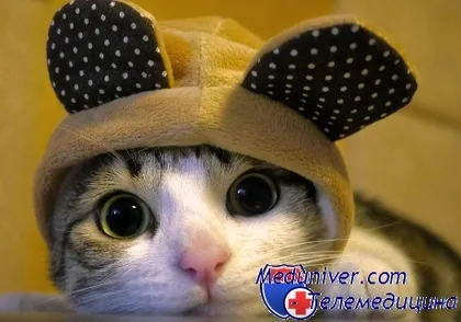 Cat - семеен лекар