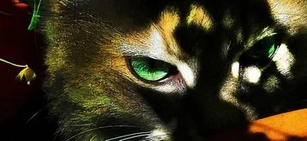 снимка котешко око