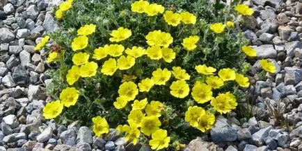 Beauty подобни bloodroot растение и расте (отглеждане Potentilla) Beauty подобни bloodroot растение и расте