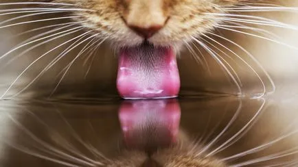 Cat отровен какво да правя у дома, 7 снимки, видео