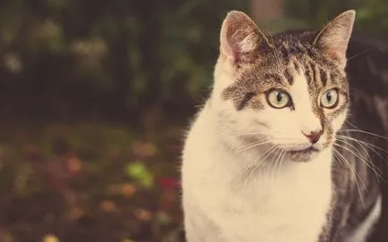 език Cat и нейният превод