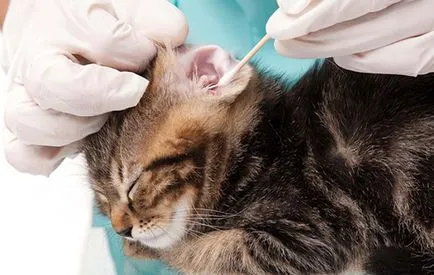 Cat разтърсва глава и драска ушите и мотивите си да се притеснявате дали имате нужда от една котка и една котка