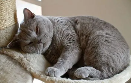 Котка ходи как да се успокои и да ви помогне по време на разгонване