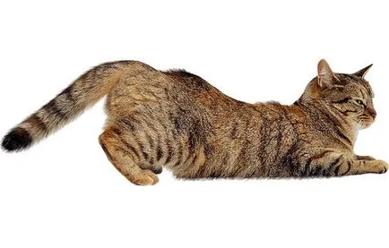 Котка ходи как да се успокои и да ви помогне по време на разгонване