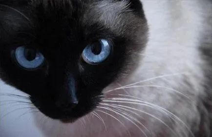 снимка котешко око