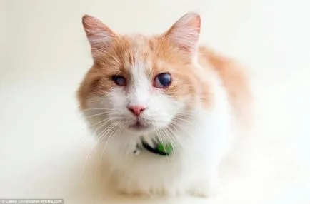 Котки, които са загубили един или двете очи