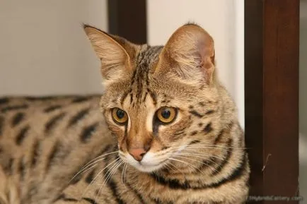 Asher Фото Cat, цена