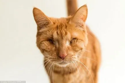 Котки, които са загубили един или двете очи