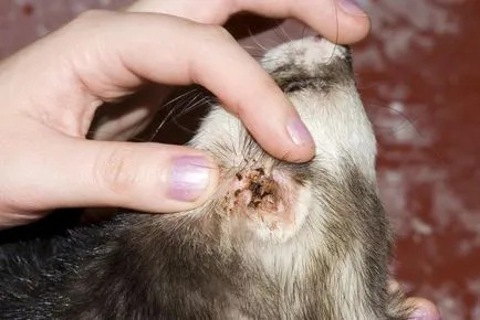 Cat разтърсва глава и драска ушите си, отколкото да се лекува у дома
