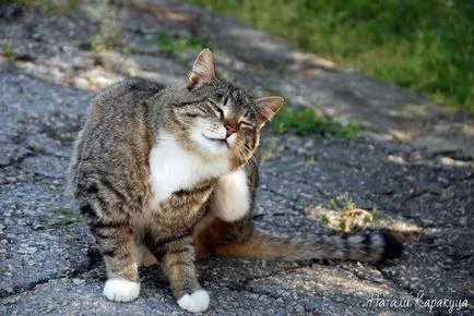 Cat разтърсва глава и драска ушите си, отколкото да се лекува у дома