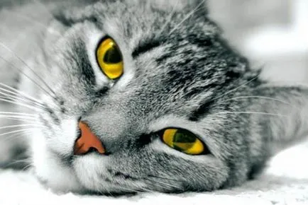 снимка котешко око