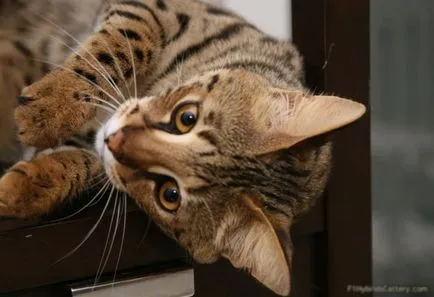 Asher Фото Cat, цена