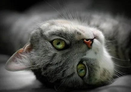 снимка котешко око
