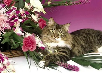 Cat отровен какво да правя у дома, 7 снимки, видео