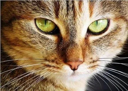 снимка котешко око