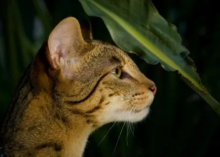 Asher Фото Cat, цена