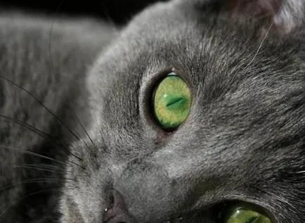 снимка котешко око