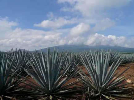 Красотата на мексикански синьо агаве (Agave на кралица Виктория) Красотата на мексикански синьо агаве