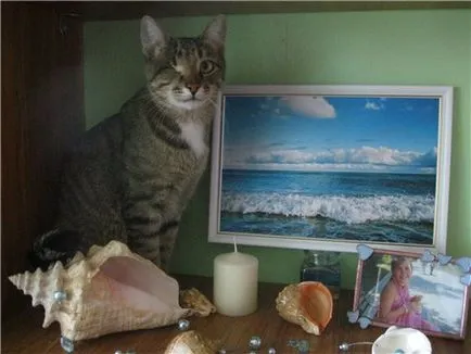 Коте с един glazik