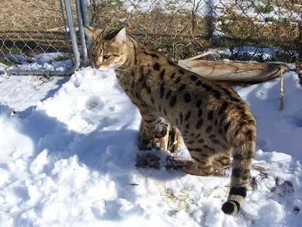 Cat Ъшър, повече от една котка