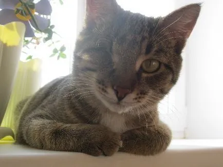 Коте с един glazik