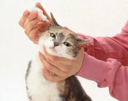 Котката поклаща глава и чесане на ушите си, но ушите са чисти (треперене) Котката поклаща глава и чесане на ушите си, но ушите са чисти