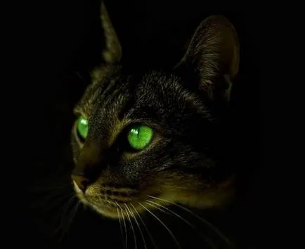 снимка котешко око