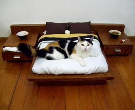 Котка Къща за аристократични котки (Cat къща за аристократични котки) Котка Къща за аристократични котки