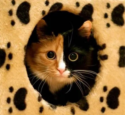 снимка котешко око