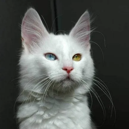 снимка котешко око