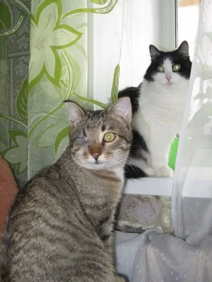 Коте с един glazik