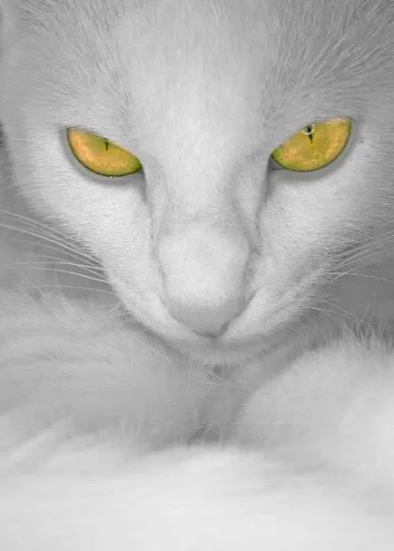 снимка котешко око