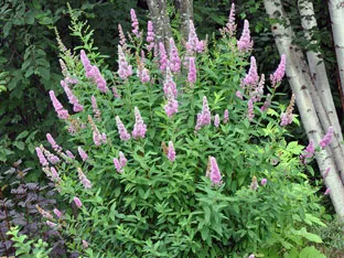 Spirea храст - засаждане и грижи, спирея снимка, видове и сортове Spirea Spiraea японика, vangutta, сив (отглеждане) Spirea храст - засаждане и грижи, спирея снимка, видове и сортове Spirea Spiraea японика, vangutta, сив